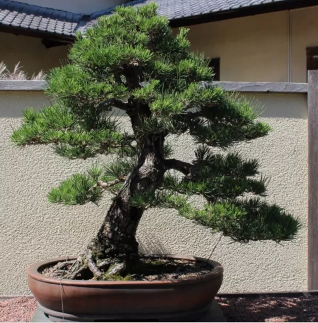 RARE JAPANESE BLACK PINE Bonsai Tree Seeds * 20 Viable Seeds * UK SELLER