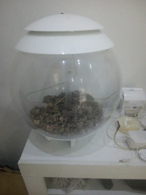 biorb fish tank 30l