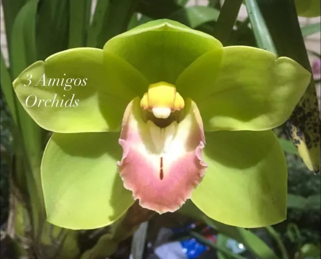 Cymbidium Orchid - Winter Kiss 'Pink Lips' - 175mm pot size And 1 Spike
