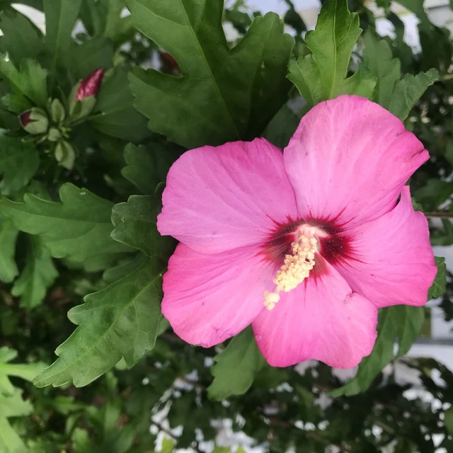 Hardy Hibiscus Pink seeds 20,EZ growing, Perennial,deer resistant 