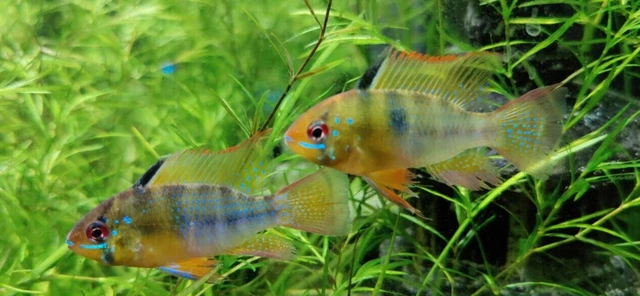 The Blue Ram Cichlid (Mikrogeophagus ramirezi) - Live Freshwater Fish