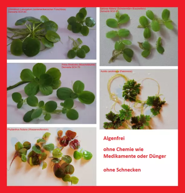25x Schwimmpflanzen - 5 verschiedene Arten -Algen-,Schnecken- & Medikamentenfrei