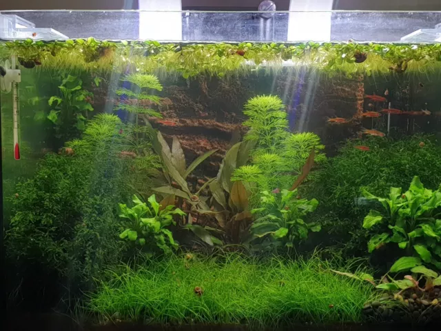 piante vere vive 12x12 cm acquario acqua dolce tropicale muschio di  singapore