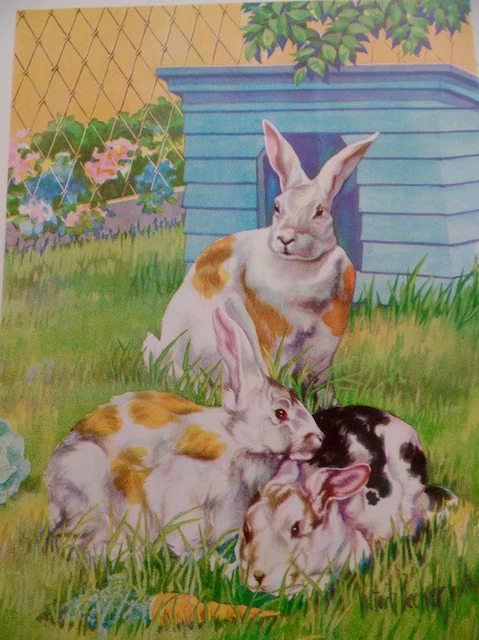 Vintage Rabbits Bunny Broken Satin Rex 1939 Children Book Illustration V Becker