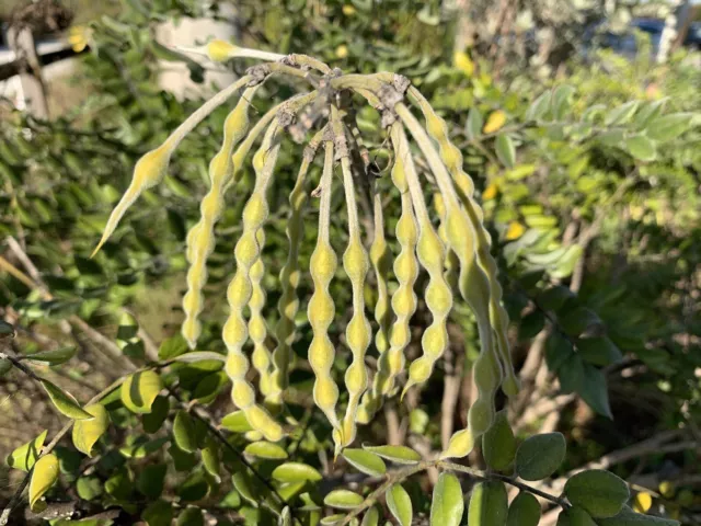 NECKLACE POD (Sophora tomentosa) 10 seeds