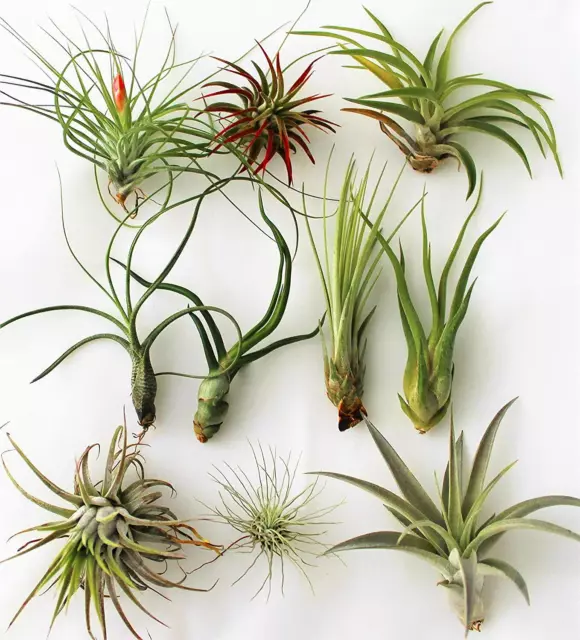 Tillandsia Mélange 10 Air Plants Assorted Ionantha Juncea Bulbe Magnusiana Rubra