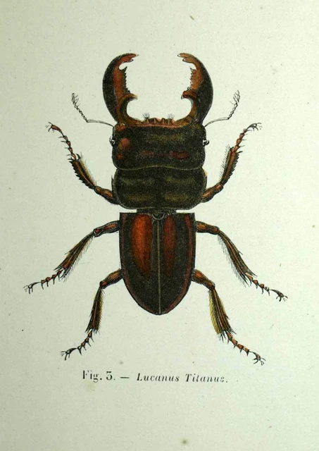 Spilla scarabeo alato Scarabeo egiziano colorato scarabeo egiziano Spilla nuova lega che cade olio scarabeo perla ago al seno insetto da donna  36