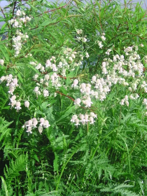 Taubenkropf-Leimkraut (Silene vulgaris) Samen Permakultur Wildgärten Naturgarten