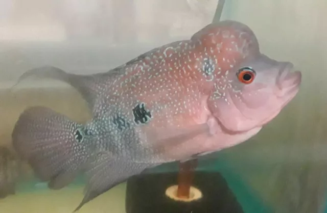 Red Dragon Flowerhorn Cichlid 1"