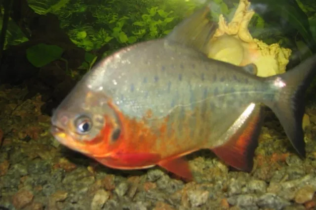 1 Live Juvenile Red Belly Pacu Premium Freshwater Tropical Fish High Quality A++