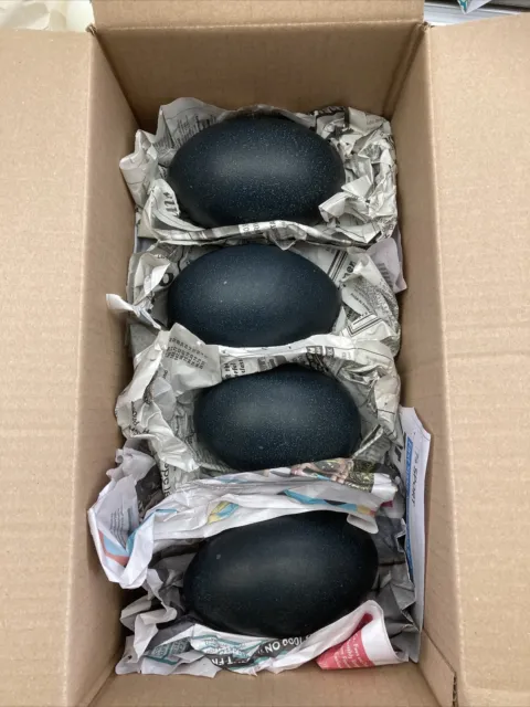Emu Eggs x 4 Pack - Blown and Cleaned Eggs