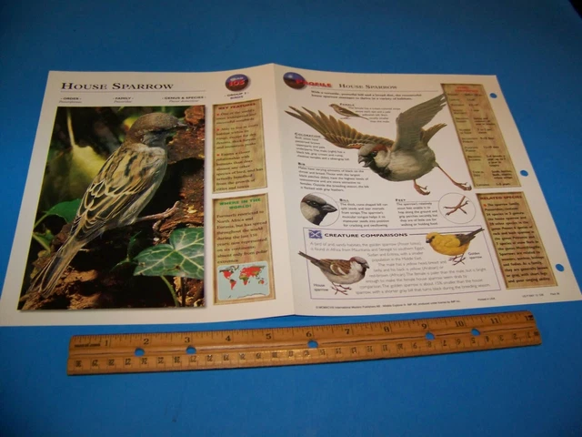 House Sparrow Photo / Information Page Wildlife Explorer 1998