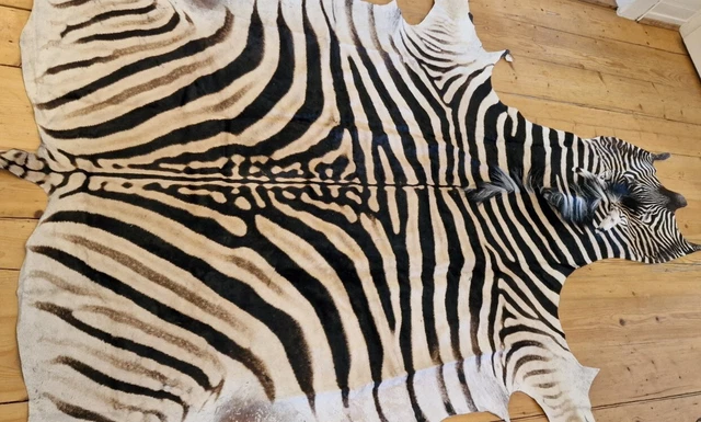 Cebra esteparia cebra superficial piel de cebra NUEVO talla XL (2022) cebra salvaje de primera calidad #S2
