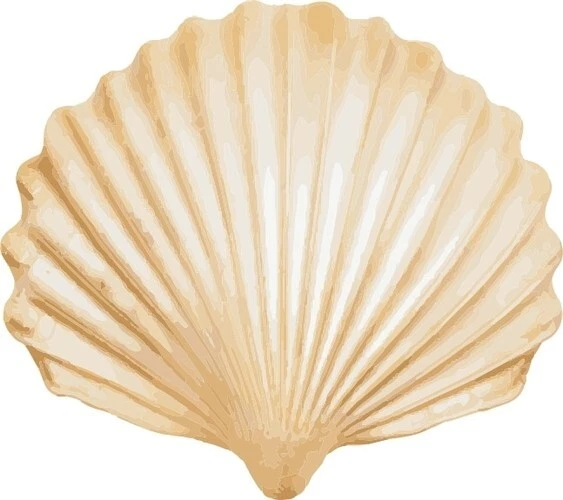 Sea Shell Versatile SVG Clipart for Every Project, SVG Files