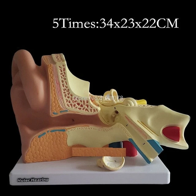 EXTERNAL EARS MEDICAL Teaching Tool Showing Organs 5 Times Human