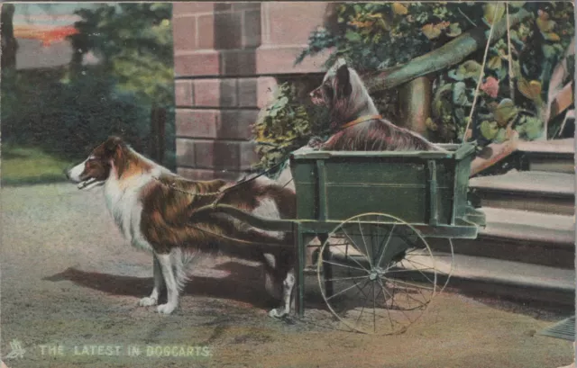 c1910 Collie pulling cart with Skye Terrier Latest in Dogcarts Raphael Tuck E525