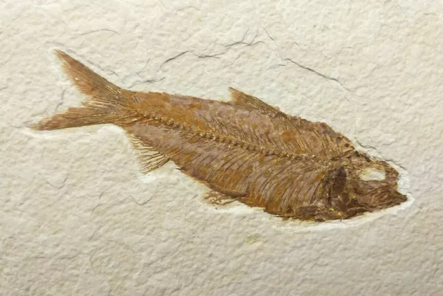 A Grade Knightia eocaena Fossil Fish Green River Formation Wyoming