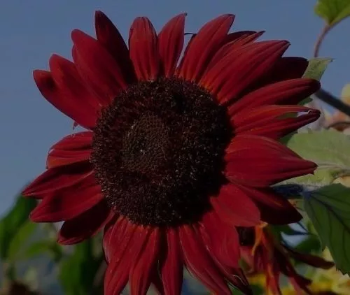 Rote Sonnenblume Samen Die Geschenkidee für Sie & Ihn einen Mann eine Frau Düfte