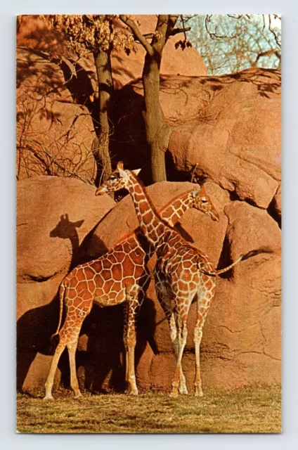 Postcard Missouri St Louis MO Giraffe Zoo 1970s Unposted Chrome