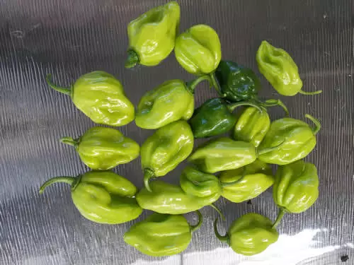 Chocolate Habanero, Heavy Yield & Extreme hot Chilli - 10 Seeds 2