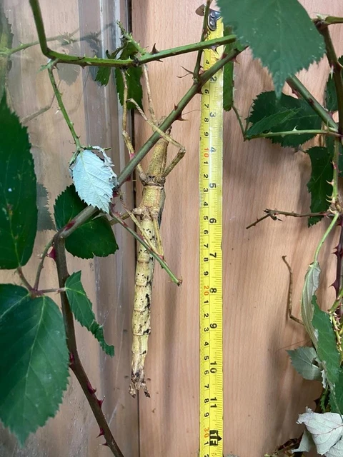 adult stick insects live giant free collection only