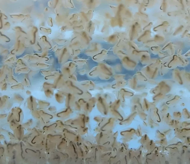 2000+ Live Daphnia Magna (Clean) FREE 1-2 DAY SHIPPING