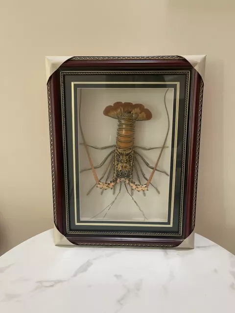 Museum Quality Spiny Lobster Taxidermy, Finished Product, Cleaned Filled, Framed