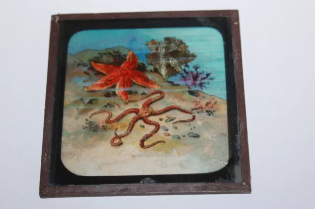 ANTIQUE COLOURED MAGIC LANTERN SLIDE SEA BED MARINE STAR FISH No 21