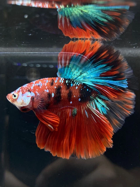 Live Betta Fish Male Halfmoon Red Galaxy USA SELLER M597