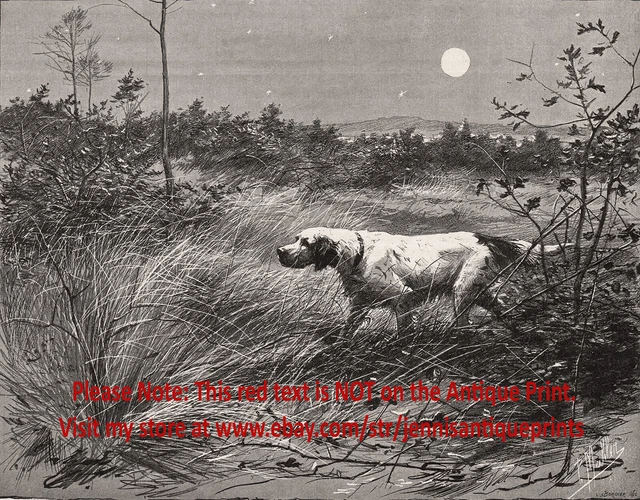 Dog English Setter Hunting all Day and Into Night Full Moon, 1890s Antique Print