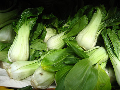 Pak Choy Brassica rapa ca 100 Samen Chinesischer Senfkohl Bok Choi 