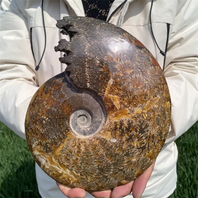 2.75kg Natural Ammonite Fossil Reiki Crystal Specimen Mineral Decor Crystal Gift