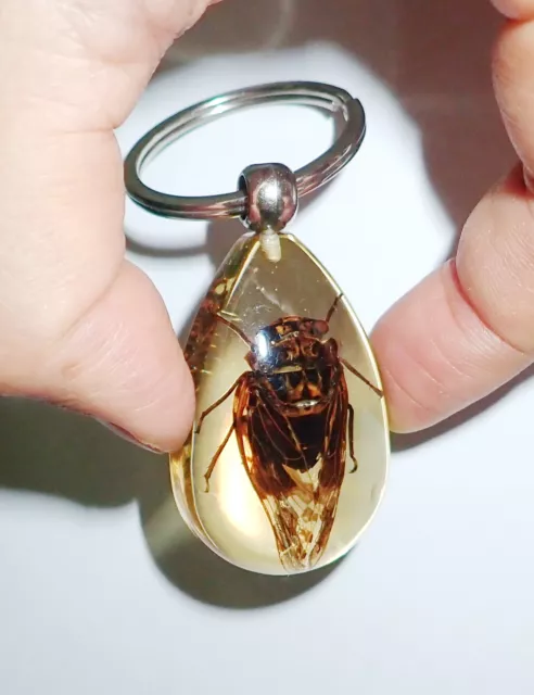 Grass Cicada Mogannia hebes Insect Specimen Key Ring SK09A Amber Clear 3