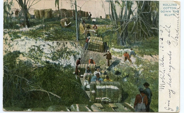 Vintage Black Americana Rolling Cotton Down The Bluff 1907 Tuck Series postcard