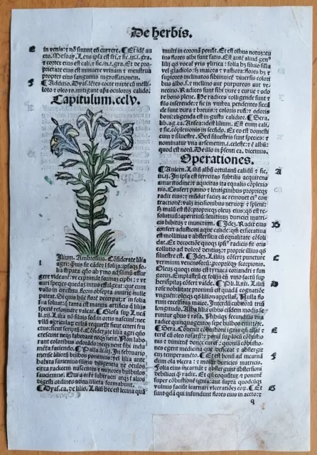 Original Post Inkunabel Hortus Sanitatis Koloriert Insekten Lilie Venedig 1511