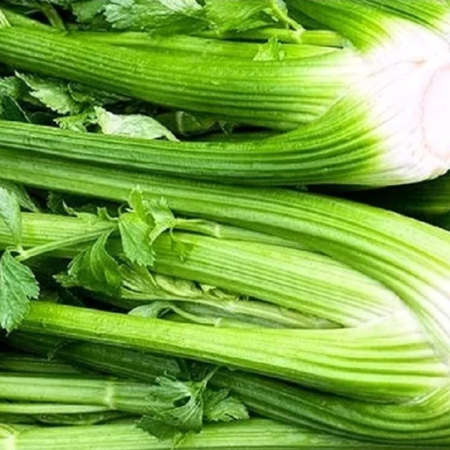 Tall Utah Celery Seeds | NON-GMO | Heirloom | Fresh Garden Seeds