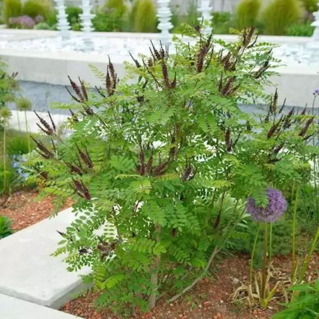 Bastardindigo 60-80cm - Amorpha fruticosa