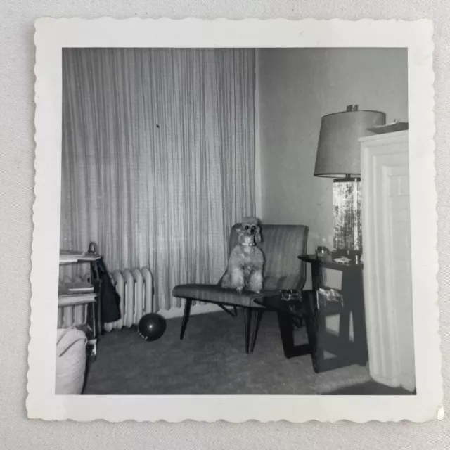 Vintage REAL PHOTO SNAPSHOT Mid Century Modern MCM Eames Era Chair Poodle Pose