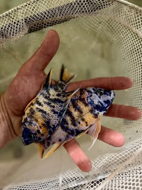 4 pack OB Peacock - Aulonocara sp. - Live Fish (3-4 inches) - African Cichlid 2