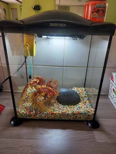 Deep Sea Small Fish Aquarium Tank Setup