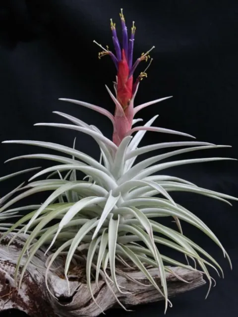 Tillandsia Harrisii