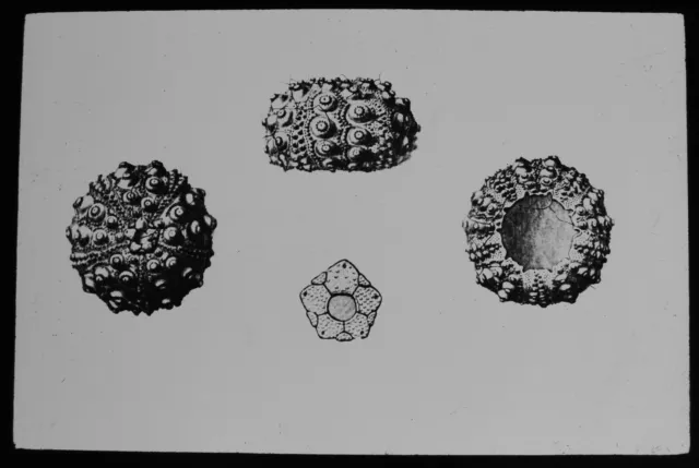 ANTIKE magische Laterne Rutsche MUSCHELSTUDIE NR. C1910 ILLUSTRATION MÖGLICHERWEISE FOSSILIEN