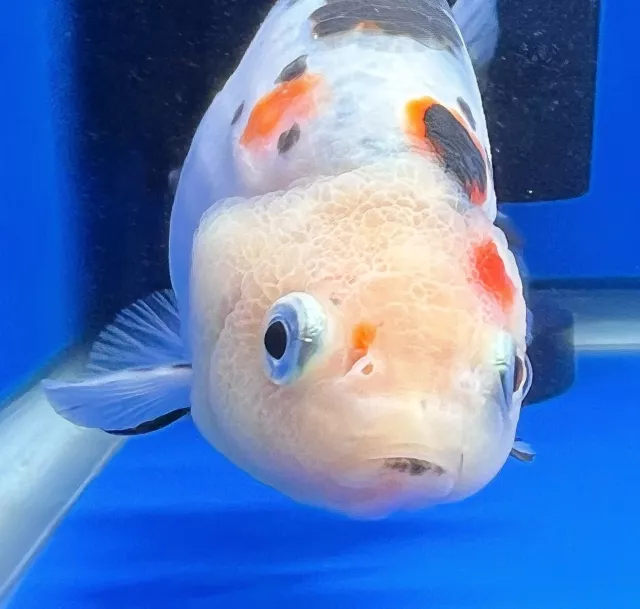 Live Fancy Goldfish Cow Ranchu 3.5- 4 inches (1020_01_RC07)