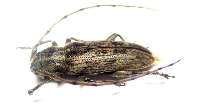 Q017 GNE | CL : Cerambycidae: Sybra species? 12mm***************************