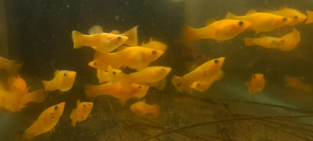 2+3 Breeding pair of yellow molly fish tropical easy and hardy fish