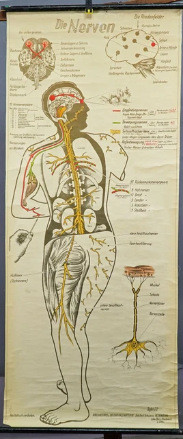 OLD MEDICAL WALL Chart Human Body Nervous System £187.58 - PicClick UK