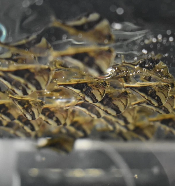 Live Marble Hatchet Fish (Pack of 7 Freshwater Aquarium Fish) *PLS READ DESCR*
