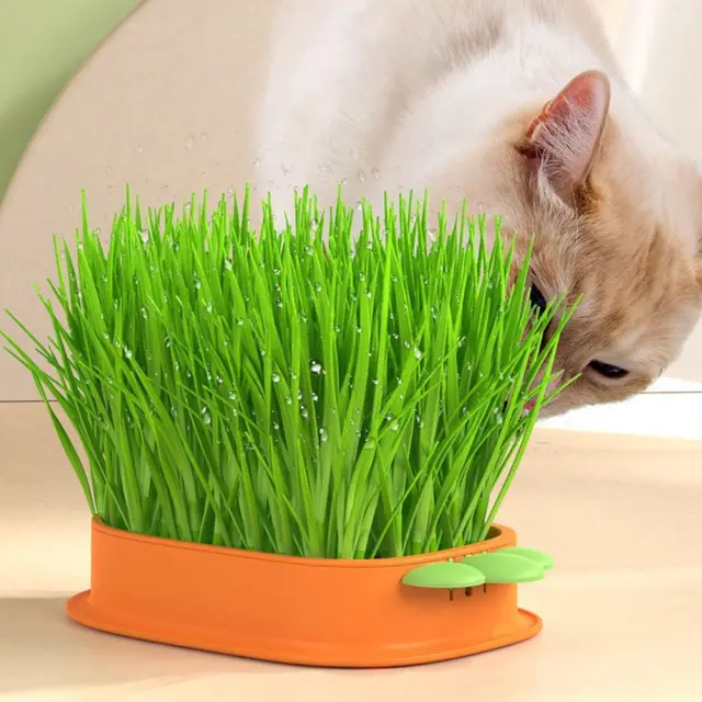 Cat Grass Planting Box Plant Growing Kit Hydroponic Grass Planter Cat Y5Q4