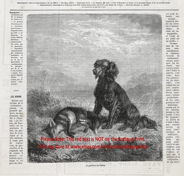 Dog Flat-Coated Retriever Hunting Retrieving Fox, 1870s Antique Engraving Print
