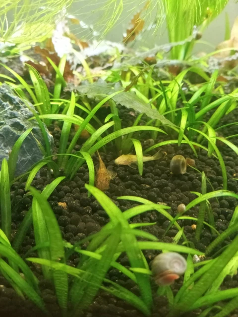 5 pack Calico Bristlenose Pleco Juvenile ~1-2" 3